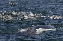 Humpback Whale (Megaptera novaeangliae) hunting Northern Anchovy (Engraulis mordax) near California Sea Lions (Zalophus californianus), Monterey Bay, California