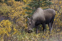 Alaska Moose (Alces alces gigas) female feeding on Aspen (Populus tremuloides) leaves in autumn, Denali National Park, Alaska