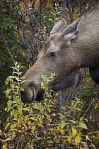 Alaska Moose (Alces alces gigas) female feeding on Aspen (Populus tremuloides) leaves in autumn, Denali National Park, Alaska