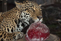 Jaguar (Panthera onca) female licking brain-shaped ice enrichment, San Diego Zoo