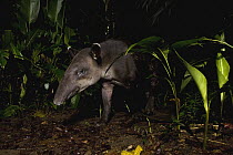 Baird's Tapir (Tapirus bairdii) male in rainforest, Tortuguero National Park, Costa Rica