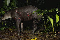 Baird's Tapir (Tapirus bairdii) male with wounds from fight with another male in rainforest, Tortuguero National Park, Costa Rica