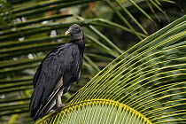 American Black Vulture (Coragyps atratus), Tortuguero National Park, Costa Rica