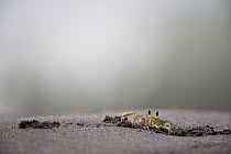 Ghost Crab (Ocypode quadrata) at burrow, Tortuguero National Park, Costa Rica