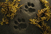 Jaguar (Panthera onca) tracks on beach, Coastal Jaguar Conservation Project, Tortuguero National Park, Costa Rica