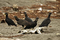 American Black Vulture (Coragyps atratus) group feeding on Green Sea Turtle (Chelonia mydas) carcass, Tortuguero National Park, Costa Rica