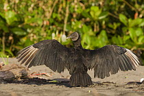 American Black Vulture (Coragyps atratus) basking, Tortuguero National Park, Costa Rica