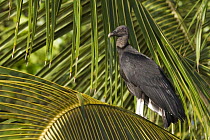 American Black Vulture (Coragyps atratus), Tortuguero National Park, Costa Rica