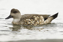 Crested Duck (Lophonetta specularioides), Punta Arenas, Strait of Magellan, Patagonia, Chile