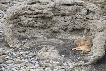 Mountain Lion (Puma concolor) mother and six month old cubs sheltered from wind in calcium deposit, Sarmiento Lake, Torres del Paine National Park, Patagonia, Chile