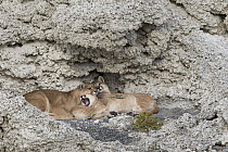 Mountain Lion (Puma concolor) mother and six month old cubs in shelter of calcium deposits, Sarmiento Lake, Torres del Paine National Park, Patagonia, Chile
