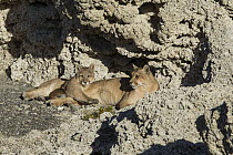 Mountain Lion (Puma concolor) mother and six month old female cub in shelter of calcium deposits, Sarmiento Lake, Torres del Paine National Park, Patagonia, Chile