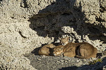 Mountain Lion (Puma concolor) mother and six month old female cub sleeping in shelter of calcium deposits, Sarmiento Lake, Torres del Paine National Park, Patagonia, Chile