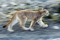 Mountain Lion (Puma concolor) six month old male cub running, Torres del Paine National Park, Patagonia, Chile