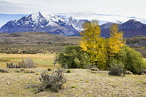 Mountain range in autumn, Torres del Paine, Torres del Paine National Park, Patagonia, Chile