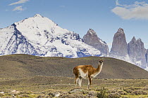 Guanaco (Lama guanicoe) in pre-andean shrubland, Torres del Paine, Torres del Paine National Park, Patagonia, Chile