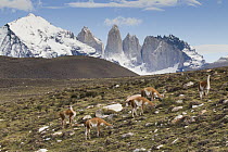 Guanaco (Lama guanicoe) herd in pre-andean shrubland, Torres del Paine, Torres del Paine National Park, Patagonia, Chile