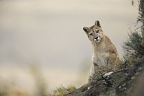 Mountain Lion (Puma concolor) sixteen month old cub, Torres del Paine National Park, Patagonia, Chile