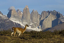 Guanaco (Lama guanicoe) in front of mountains, Torres del Paine, Torres del Paine National Park, Patagonia, Chile