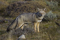 South American Gray Fox (Lycalopex griseus), Torres del Paine National Park, Patagonia, Chile