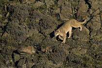 Mountain Lion (Puma concolor) female in pre-andean shrubland, Torres Del Paine, Torres del Paine National Park, Patagonia, Chile