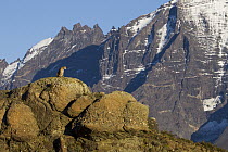 Mountain Lion (Puma concolor) female in front of mountains, Torres del Paine National Park, Patagonia, Chile