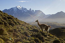 Guanaco (Lama guanicoe) in pre-andean shrubland, Torres del Paine, Torres del Paine National Park, Patagonia, Chile
