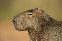 Capybara (Hydrochoerus hydrochaeris) female, Ibera Provincial Reserve, Ibera Wetlands, Argentina