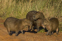 Capybara (Hydrochoerus hydrochaeris) father with juveniles, Ibera Provincial Reserve, Ibera Wetlands, Argentina