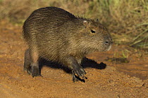 Capybara (Hydrochoerus hydrochaeris) juvenile, Ibera Provincial Reserve, Ibera Wetlands, Argentina