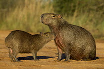 Capybara (Hydrochoerus hydrochaeris) juvenile smelling mother, Ibera Provincial Reserve, Ibera Wetlands, Argentina