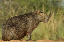 Capybara (Hydrochoerus hydrochaeris) female, Ibera Provincial Reserve, Ibera Wetlands, Argentina