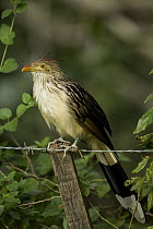 Guira Cuckoo (Guira guira), Ibera Provincial Reserve, Ibera Wetlands, Argentina