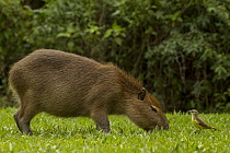 Capybara (Hydrochoerus hydrochaeris) sub-adult grazing with Cattle Tyrant (Machetornis rixosa) foraging for insects, Ibera Provincial Reserve, Ibera Wetlands, Argentina