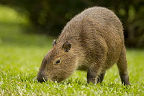 Capybara (Hydrochoerus hydrochaeris) juvenile grazing, Ibera Provincial Reserve, Ibera Wetlands, Argentina
