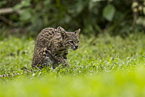 Geoffroy's Cat (Leopardus geoffroyi), habituated female, Ibera Provincial Reserve, Ibera Wetlands, Argentina