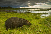 Capybara (Hydrochoerus hydrochaeris) male grazing in marsh near storm, Ibera Provincial Reserve, Ibera Wetlands, Argentina