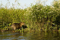 Capybara (Hydrochoerus hydrochaeris) in marsh, Ibera Provincial Reserve, Ibera Wetlands, Argentina