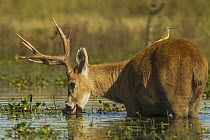 Marsh Deer (Blastocerus dichotomus) buck feeding on aquatic plants in marsh with Cattle Tyrant (Machetornis rixosus) on back, Ibera Provincial Reserve, Ibera Wetlands, Argentina