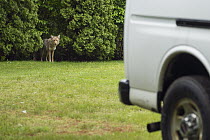 Coyote (Canis latrans) sub-adult in backyard, Gloucester, Cape Ann, eastern Massachusetts