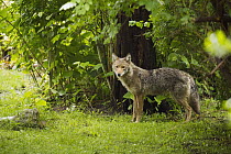 Coyote (Canis latrans) sub-adult, Gloucester, Cape Ann, eastern Massachusetts