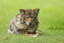 Coyote (Canis latrans) male, Gloucester, Cape Ann, eastern Massachusetts