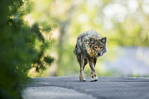 Coyote (Canis latrans) male on road, Gloucester, Cape Ann, eastern Massachusetts