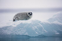 Ringed Seal (Pusa hispida) pup on ice floe, Svalbard, Norway