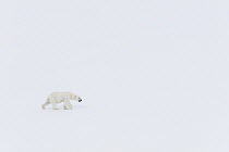 Polar Bear (Ursus maritimus) in snow, Svalbard, Norway