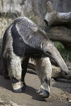 Giant Anteater (Myrmecophaga tridactyla), native to South America