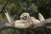 White-handed Gibbon (Hylobates lar) in tree, native to southeast Asia