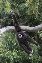 White-handed Gibbon (Hylobates lar) swinging in trees, native to southeast Asia