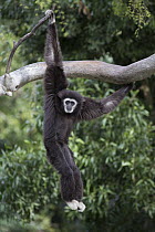 White-handed Gibbon (Hylobates lar) hanging in tree, native to southeast Asia