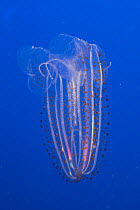Comb Jelly (Leucothea pulchra), native to Pacific Ocean